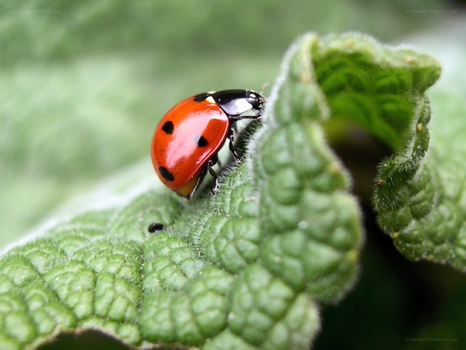 Ladybug on a green leaf