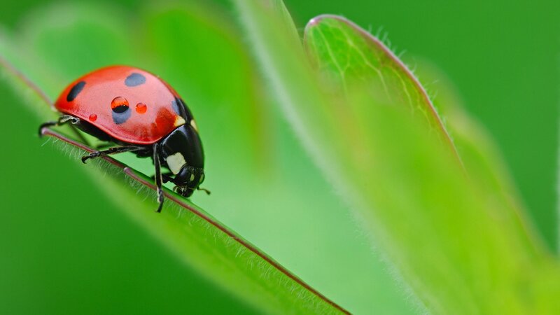 Ladybug on a green leaf