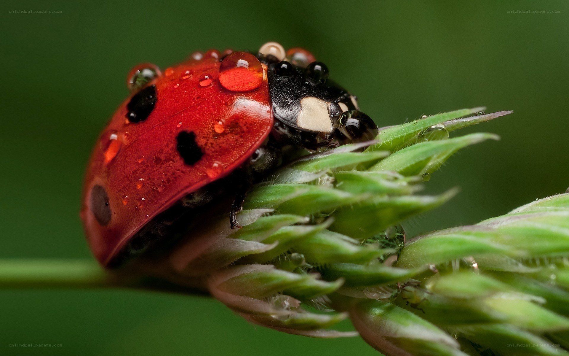 Ladybug on a green plant