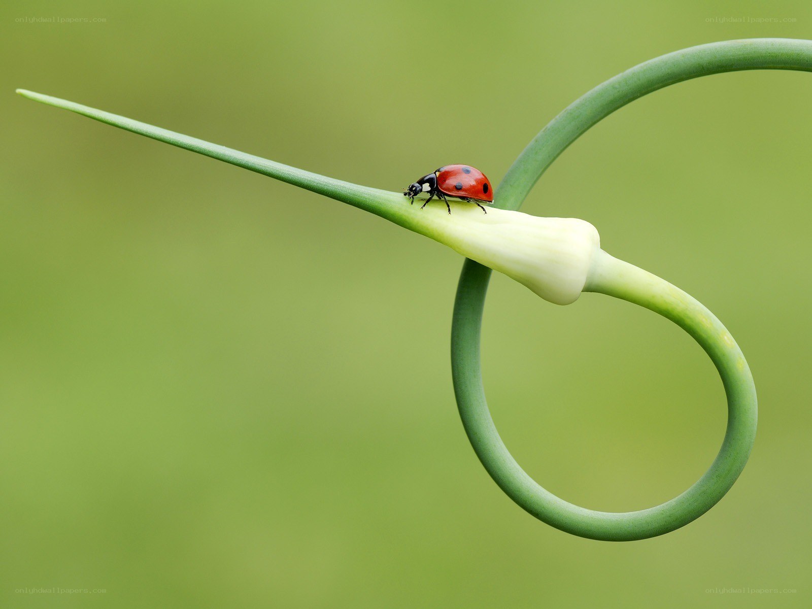 Ladybug on a green stem