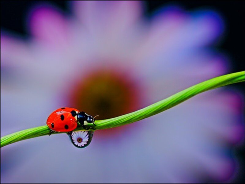 ladybug on a green stem