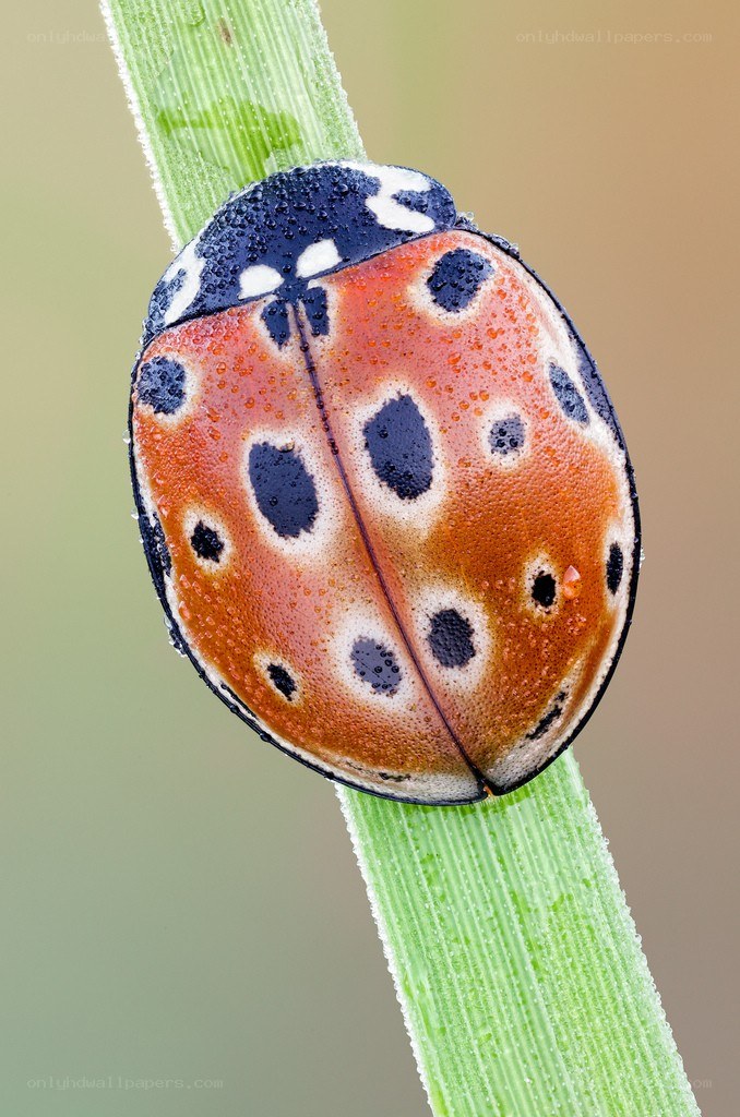 Ladybug on a green stem