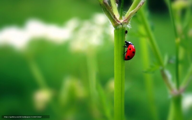 Ladybug on a green stem