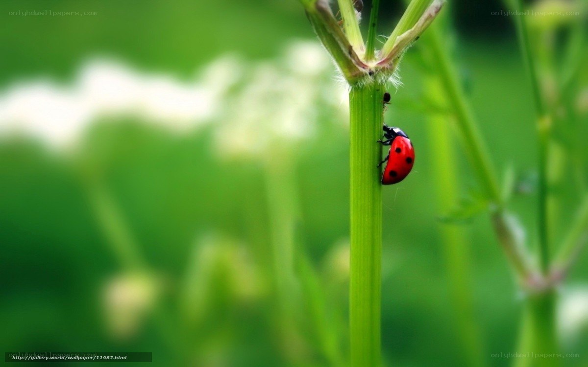 Ladybug on a green stem