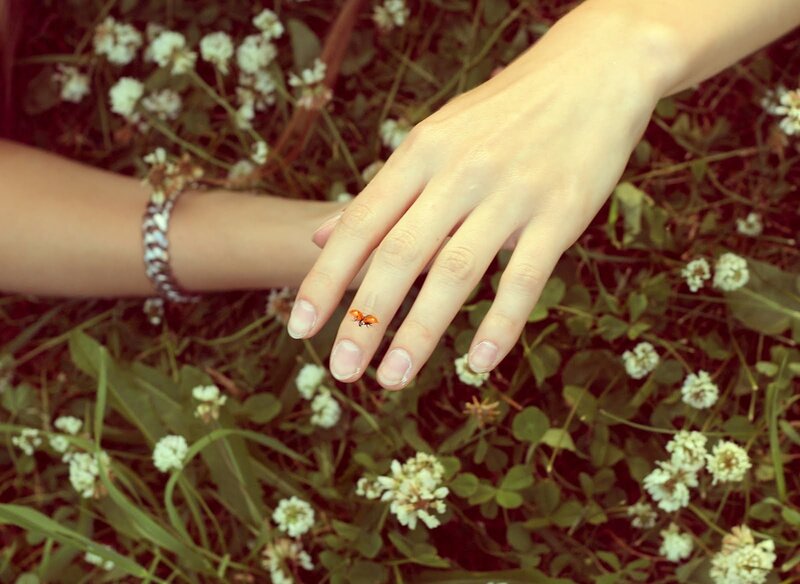 Ladybug on a hand