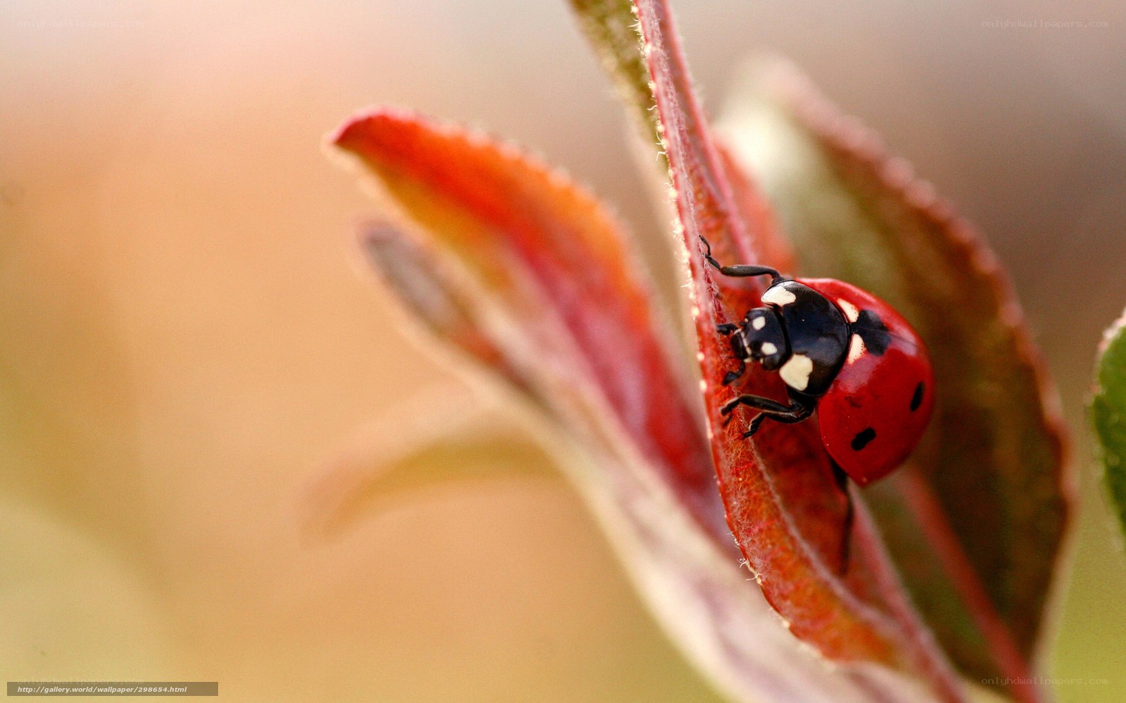 ladybug on a leaf