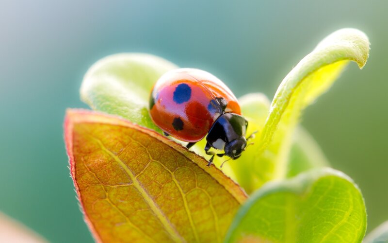ladybug on a leaf