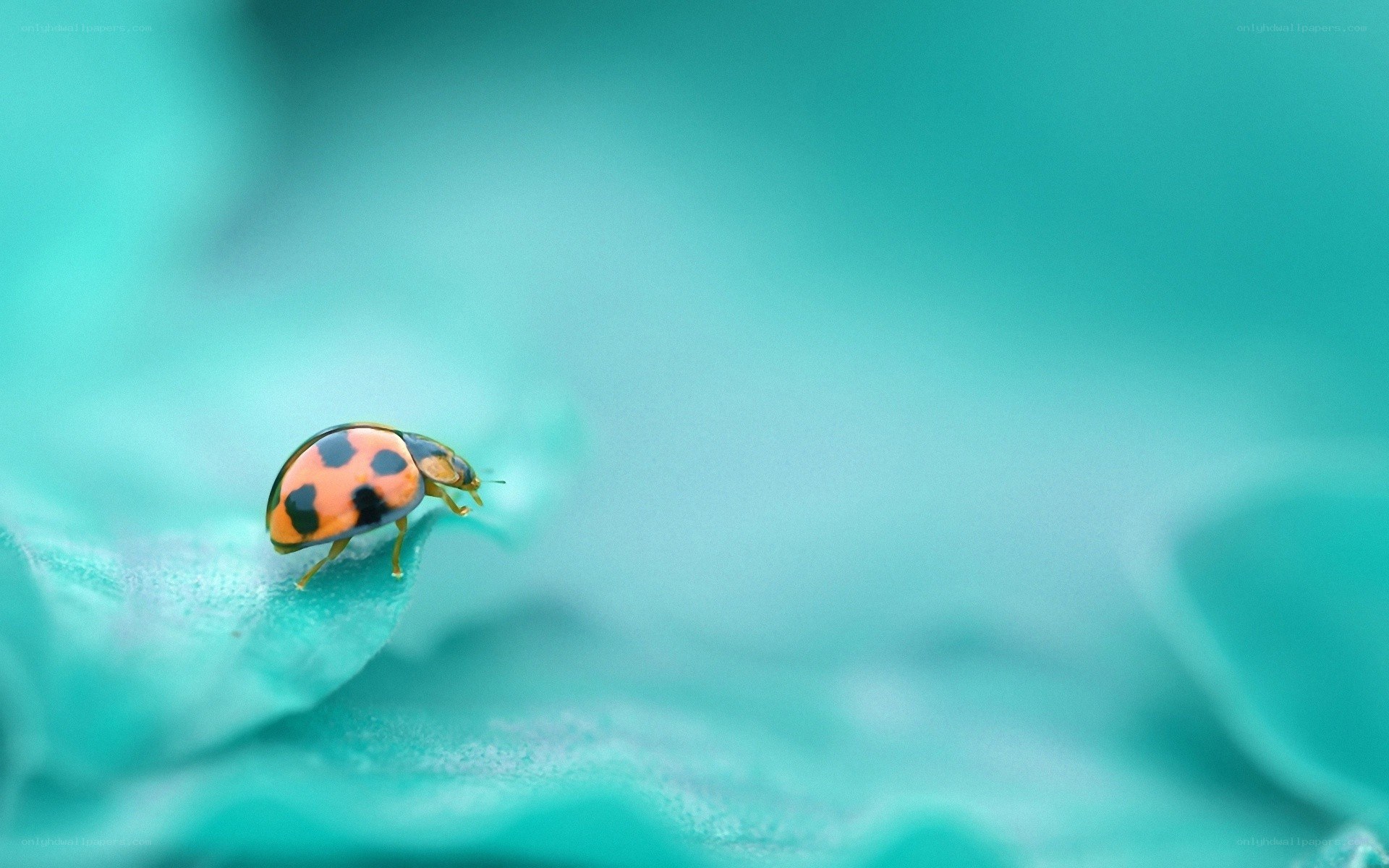 Ladybug on a leaf