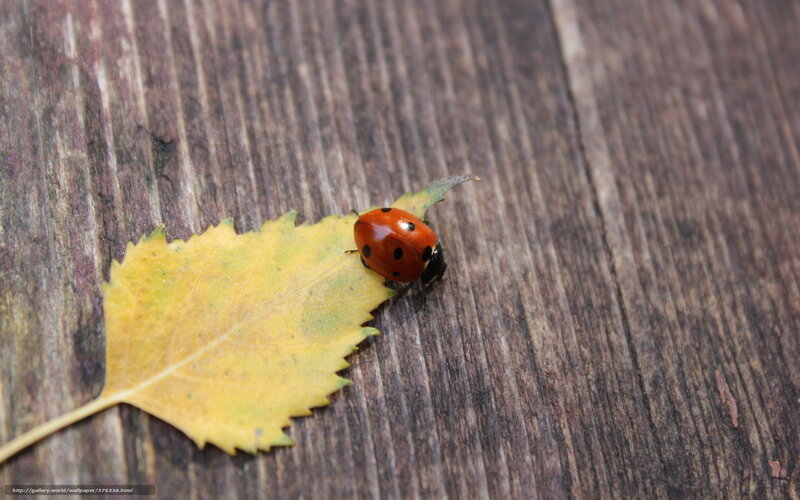 ladybug on a leaf