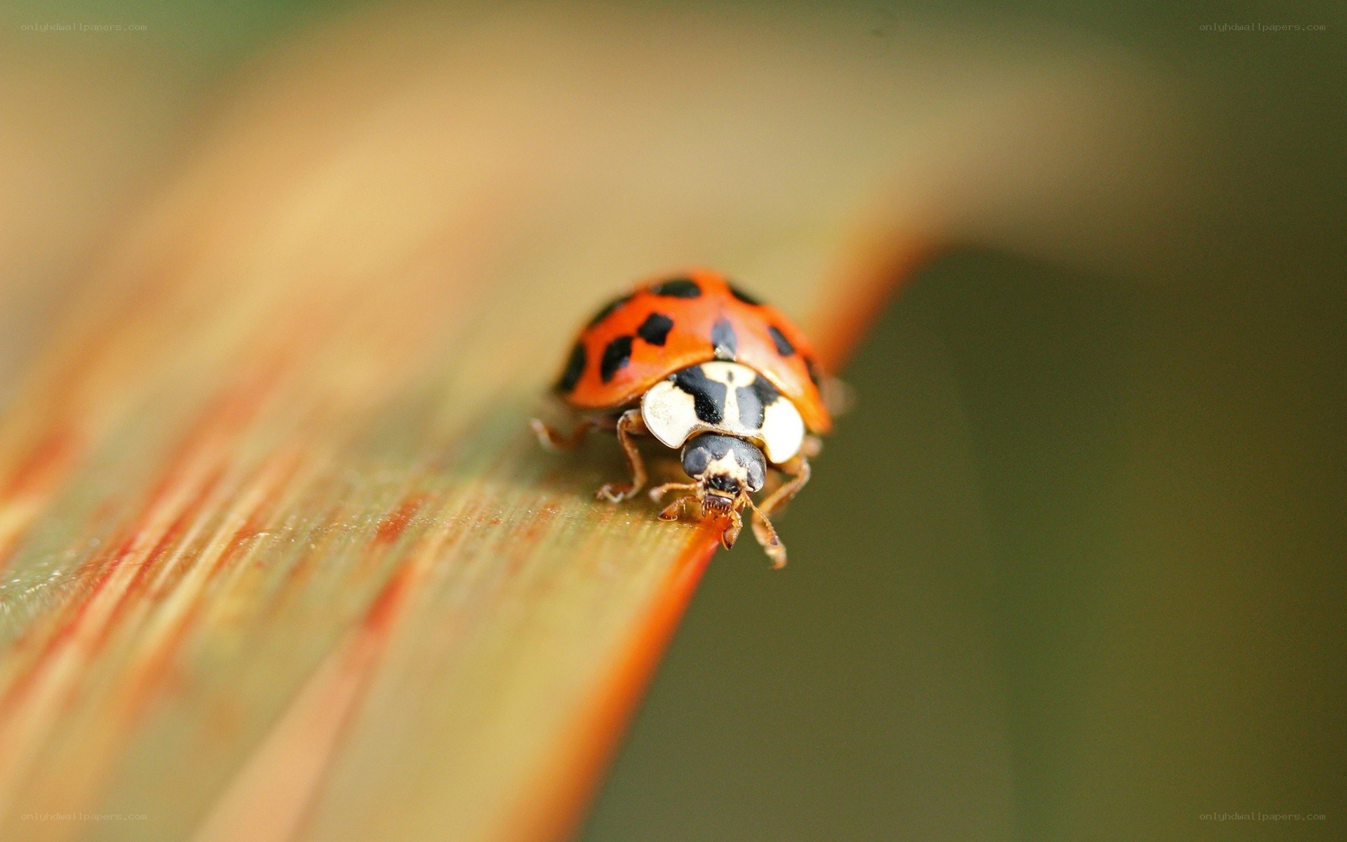 ladybug on a leaf