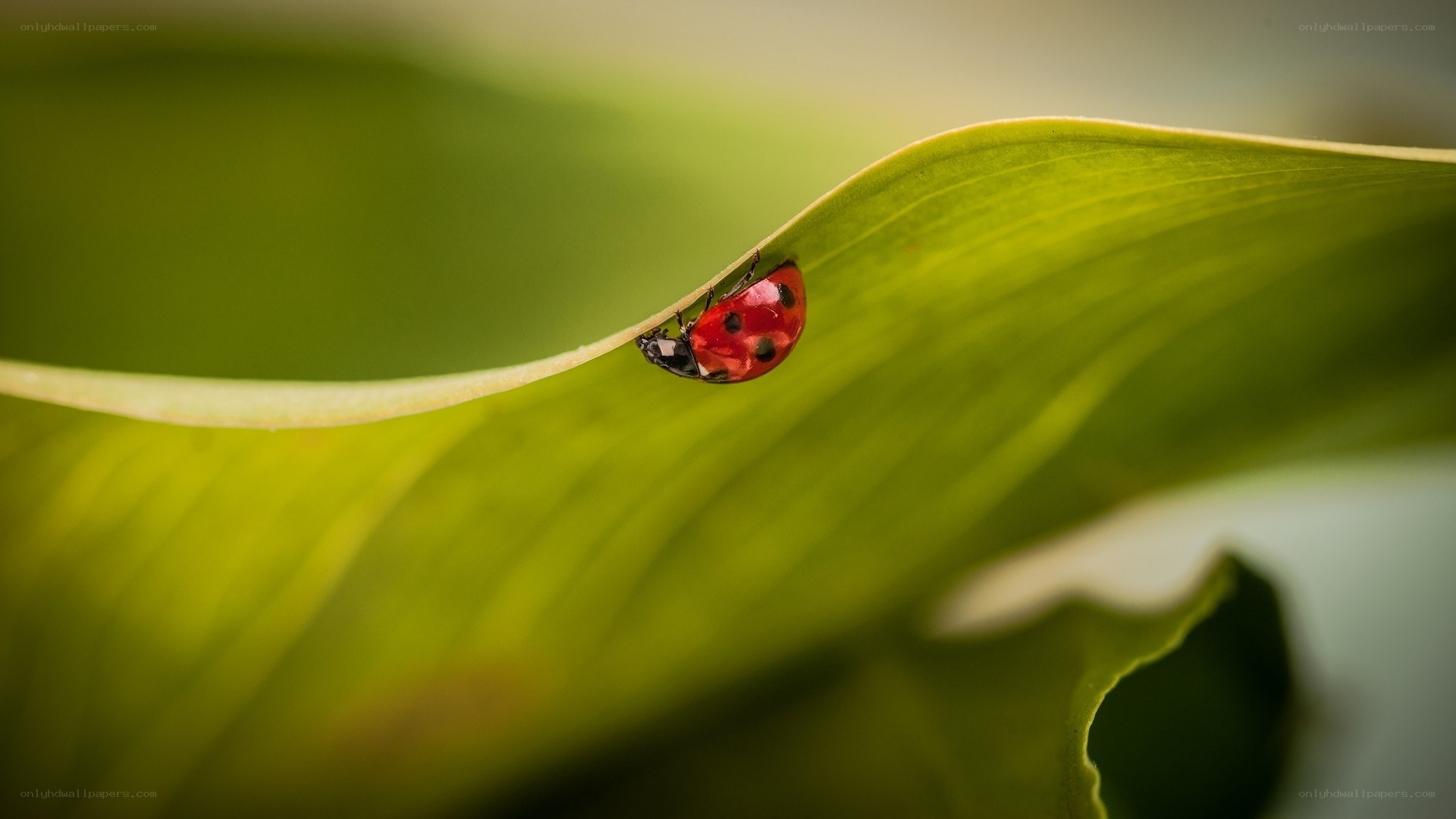 ladybug on a leaf