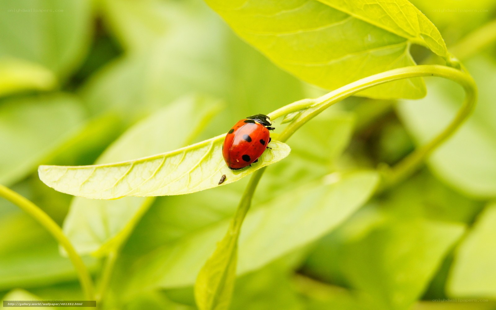 ladybug on a leaf
