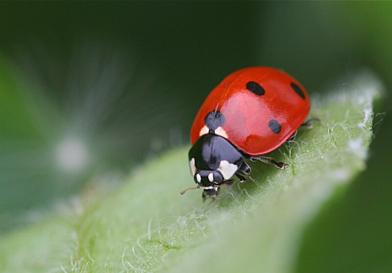 ladybug on a leaf