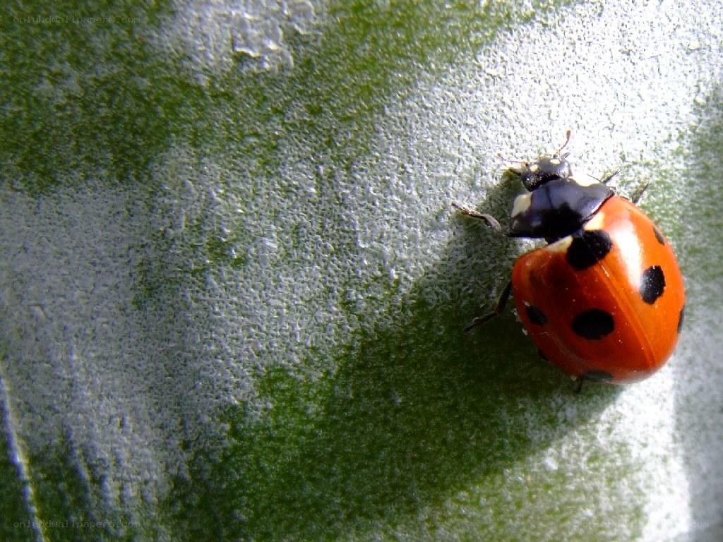 Ladybug on a leaf