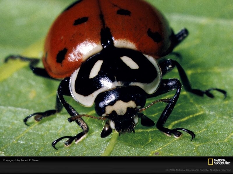 ladybug on a leaf