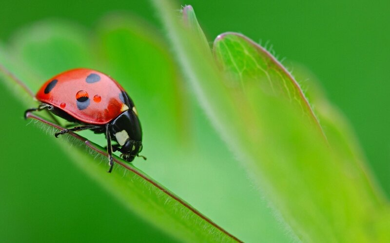 ladybug on a leaf