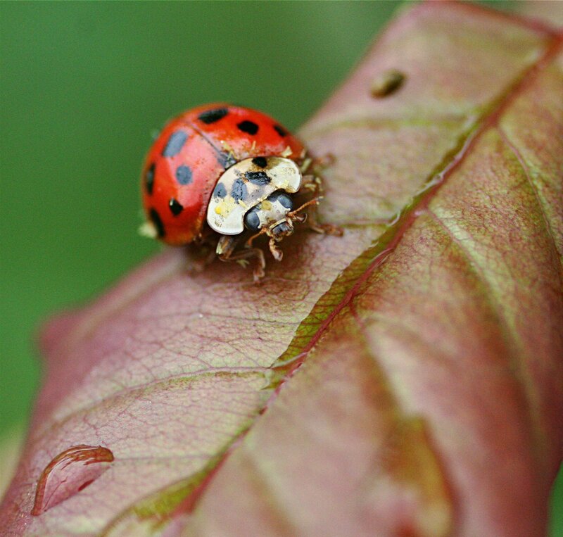 Ladybug on a leaf