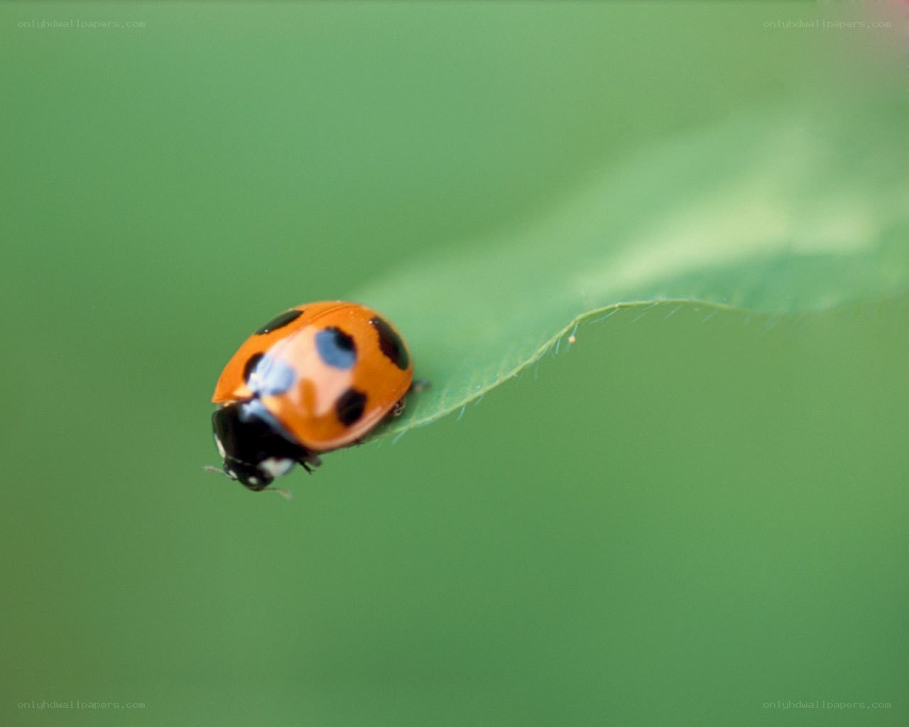 ladybug on a leaf