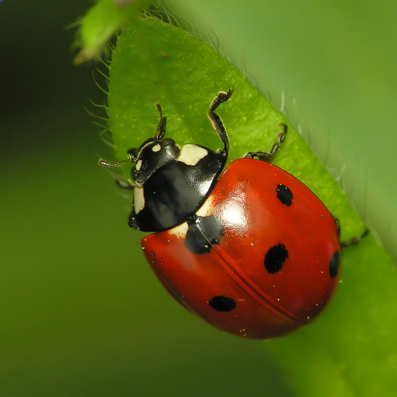ladybug on a leaf