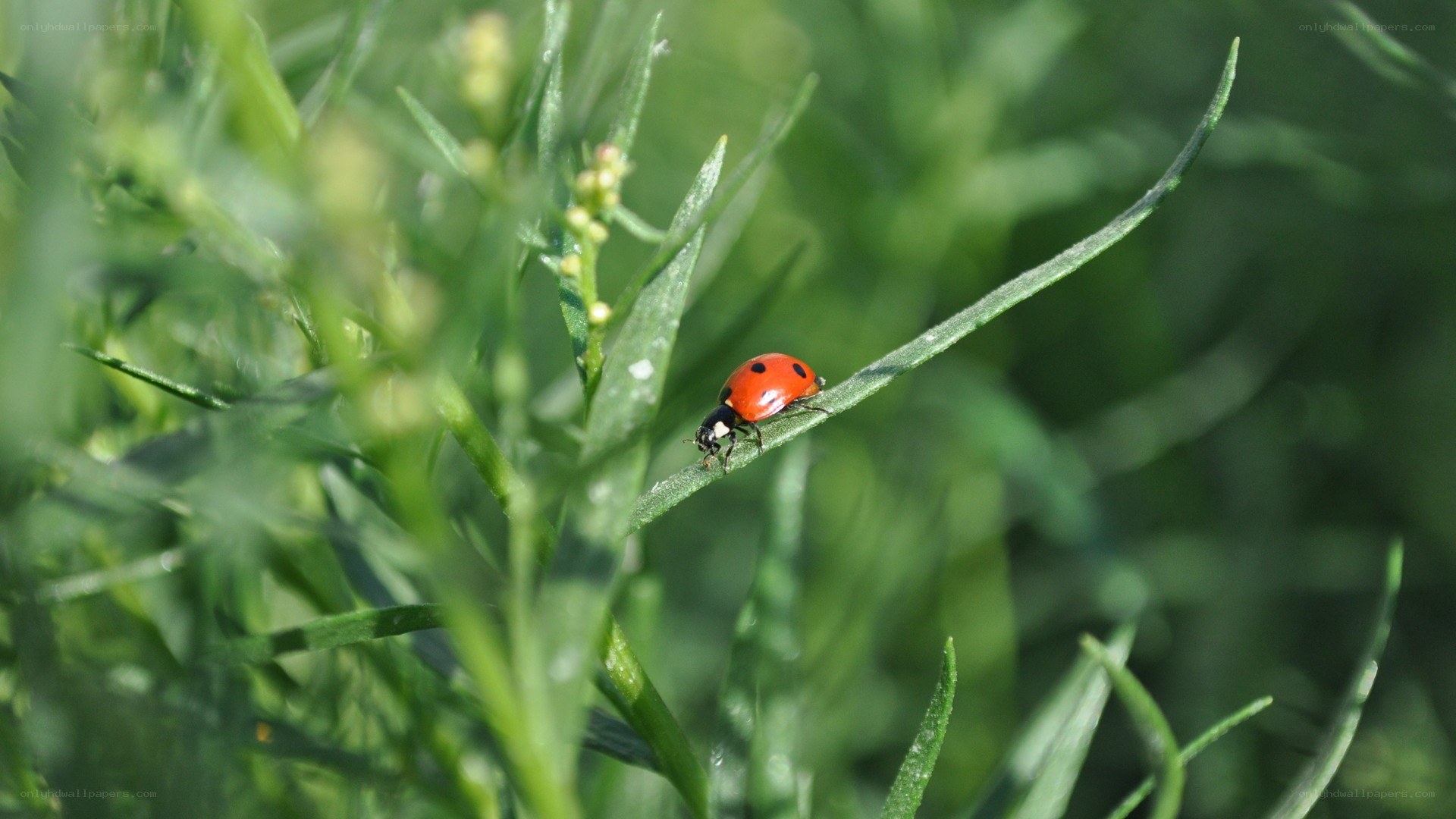 ladybug on a leaf