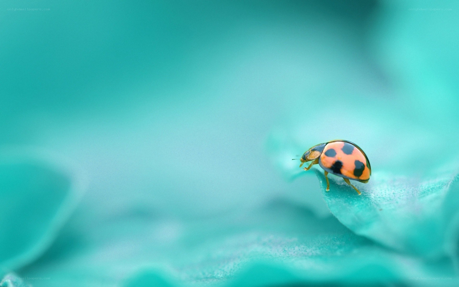 ladybug on a leaf