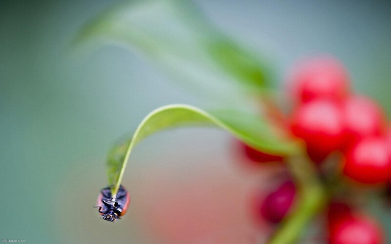 ladybug on a leaf