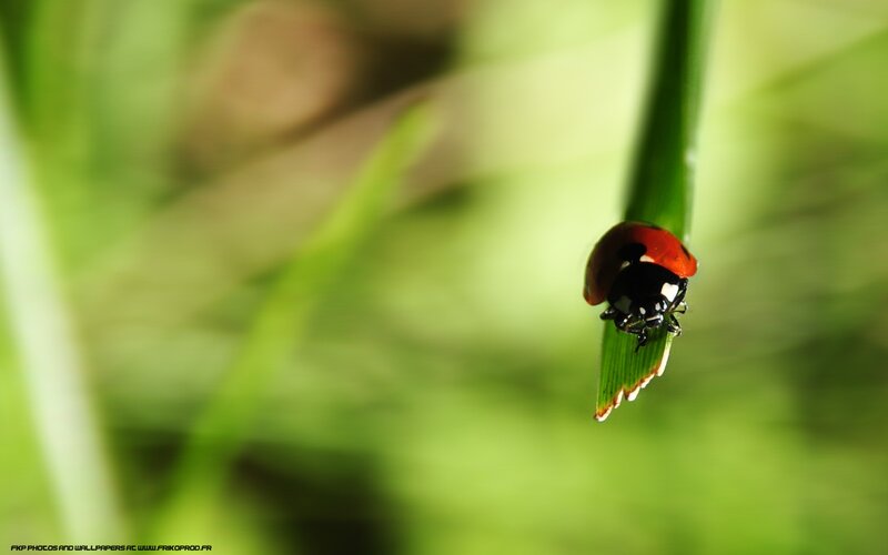 ladybug on a leaf