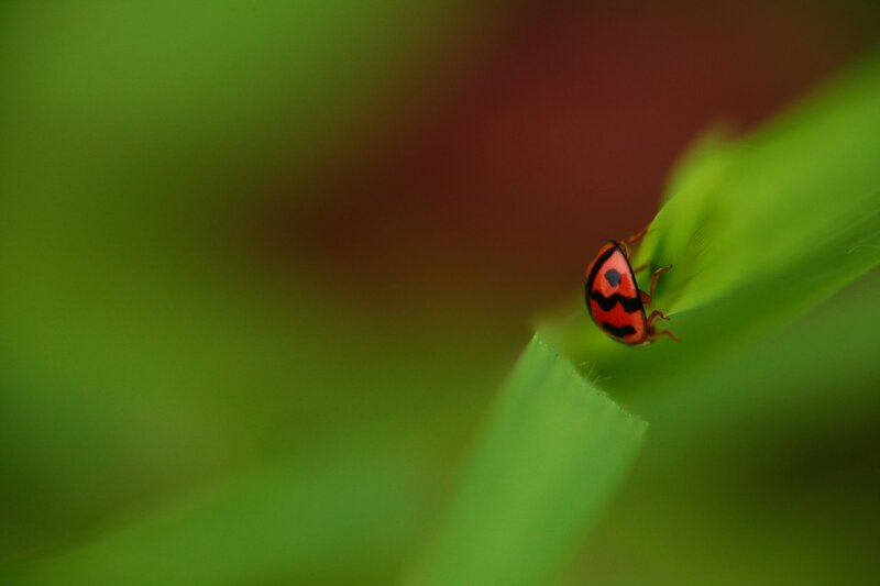 ladybug on a leaf