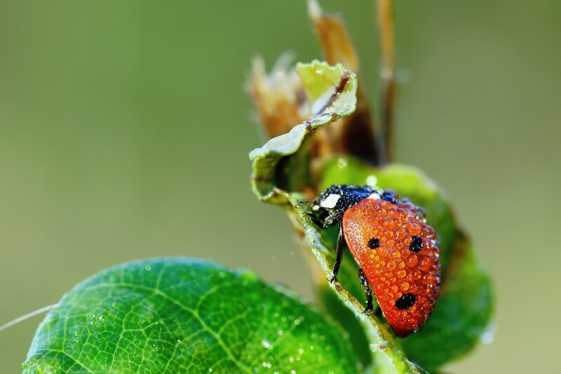 Ladybug on a leaf
