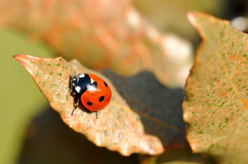 ladybug on a leaf