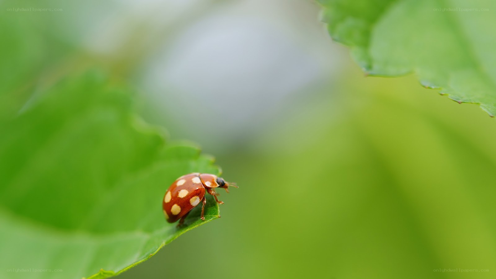 ladybug on a leaf