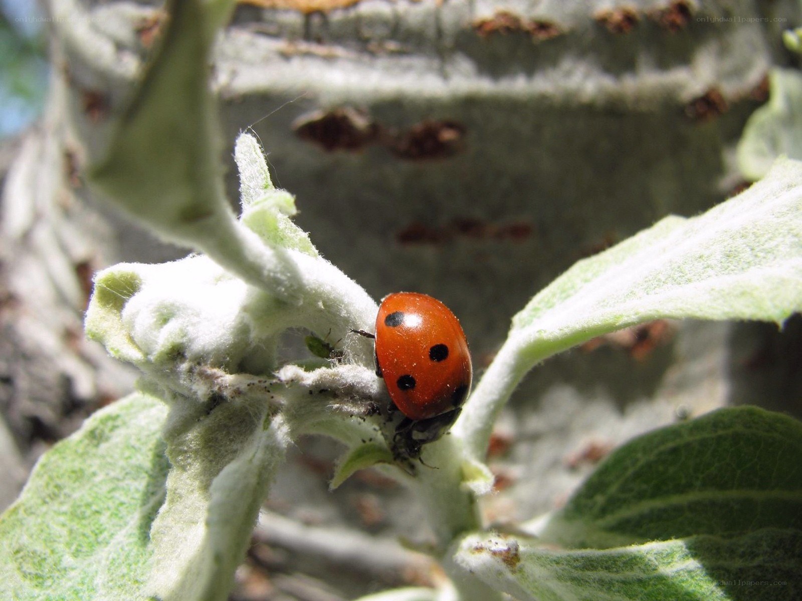 Ladybug on a leaf