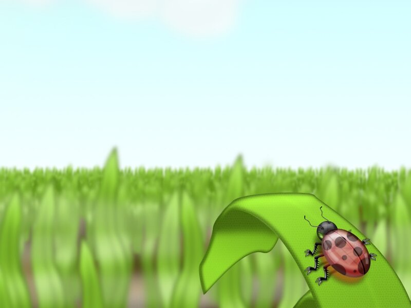ladybug on a leaf