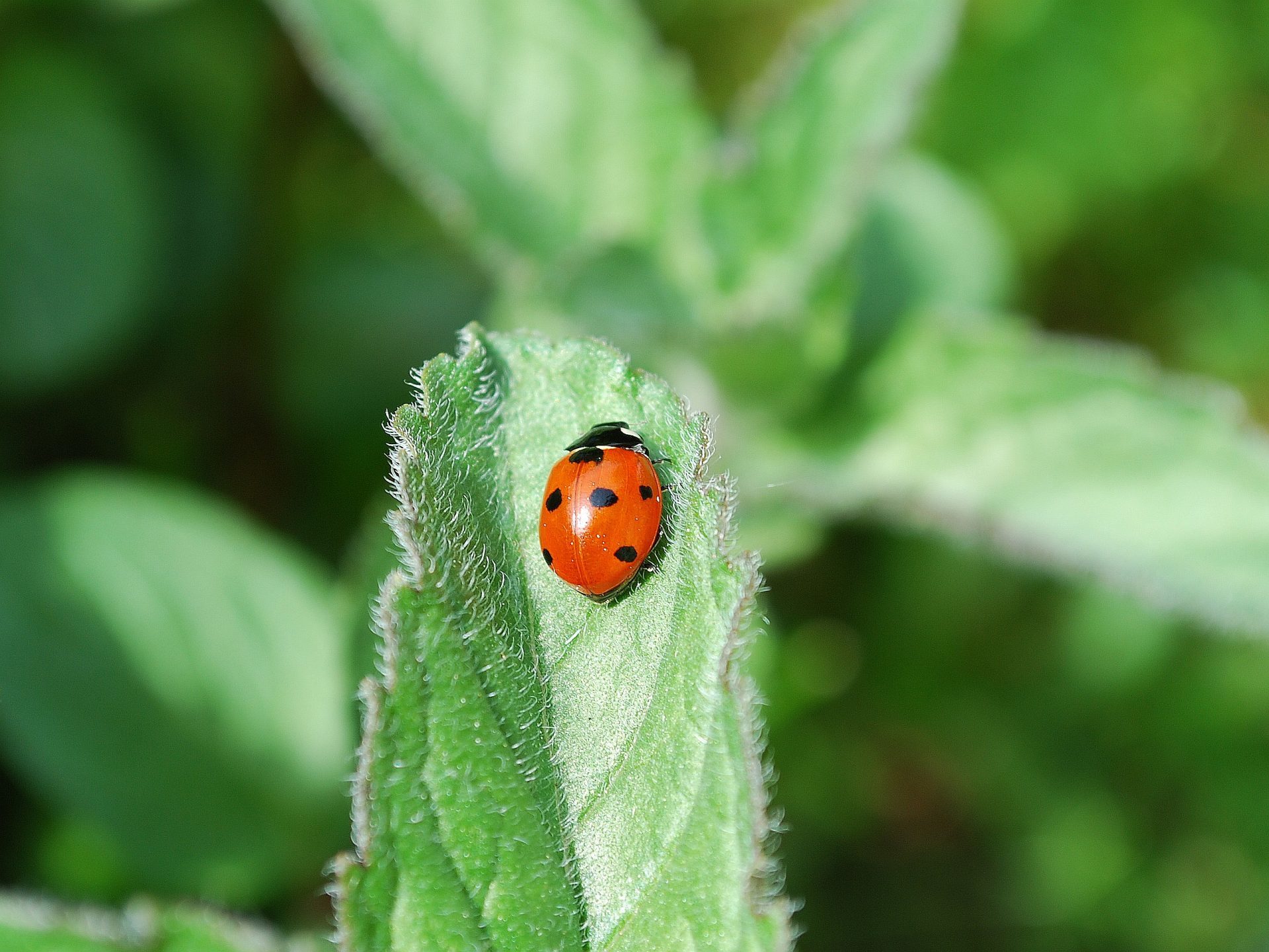 ladybug on a leaf