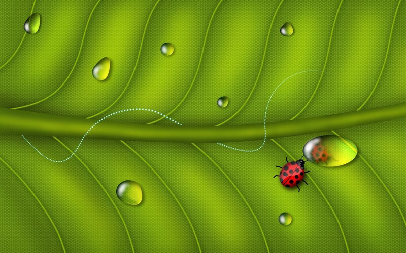Ladybug on a leaf