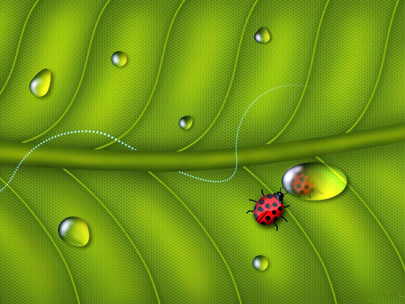 Ladybug on a leaf