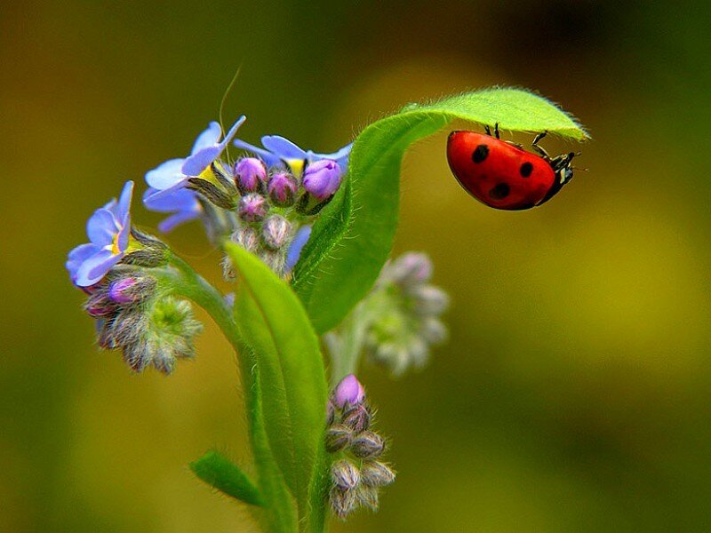 ladybug on a leaf