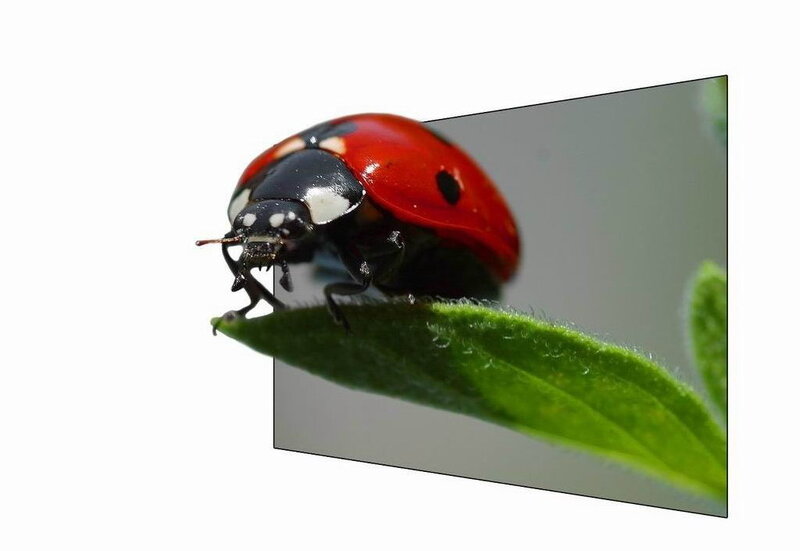 ladybug on a leaf