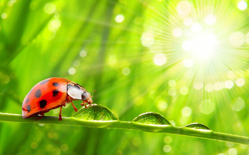 Ladybug on a Leaf — Green, Serene, Morning, Photograph
