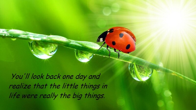 Ladybug on a Leaf — Green, Serene, Morning