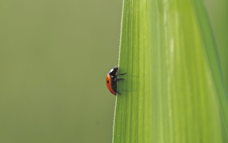 Ladybug on a Leaf — Green, Serene, Photograph
