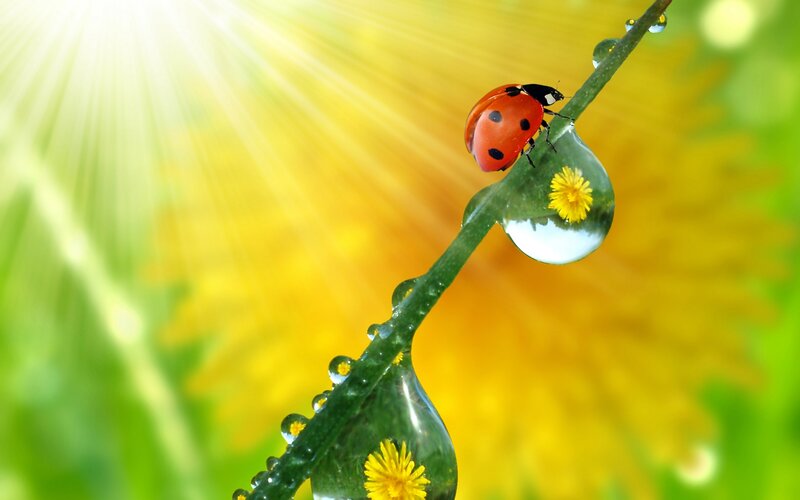 Ladybug on a Leaf — Green, Serene
