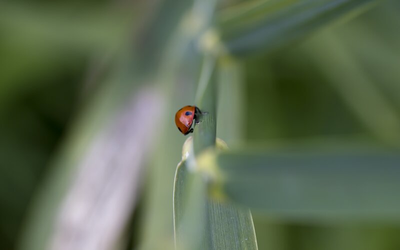 Ladybug on a Leaf — Green