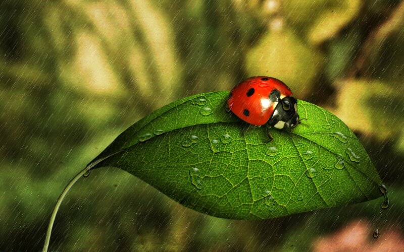 Ladybug on a leaf in rain