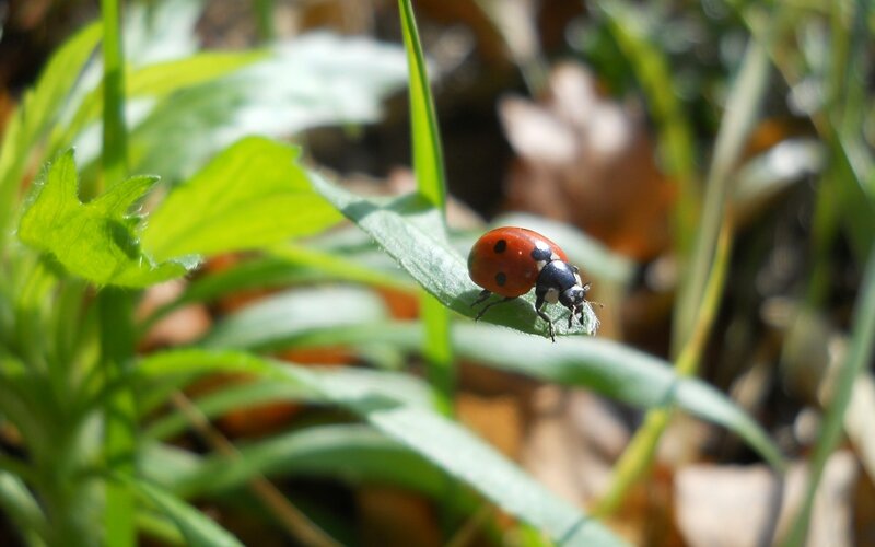 Ladybug on a Leaf — Red, Calm, Afternoon, Photograph