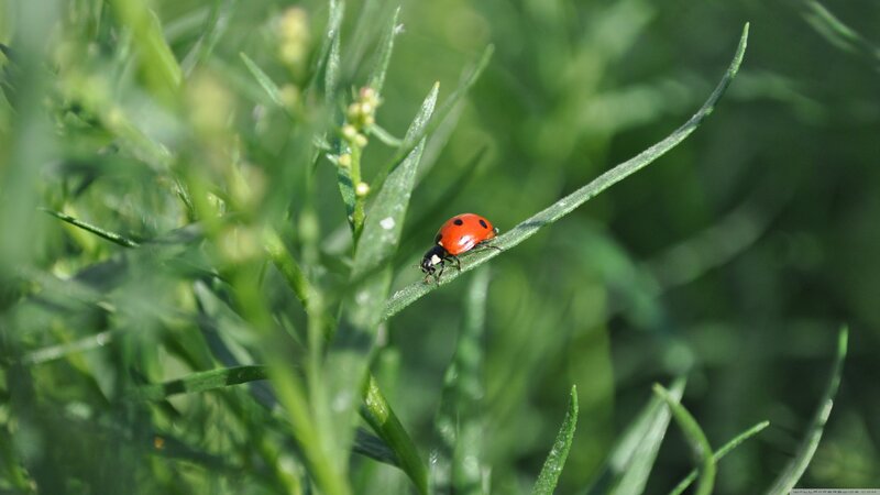 Ladybug on a Leaf — Red, Calm, Afternoon