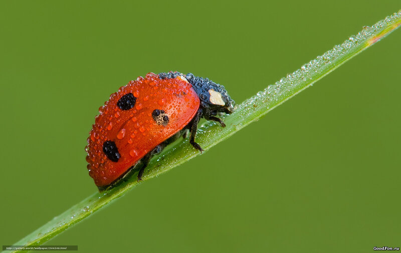 Ladybug on a Leaf — Red, Calm, Morning
