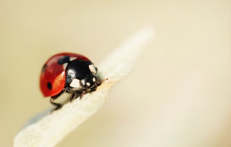 Ladybug on a Leaf — Red, Calm