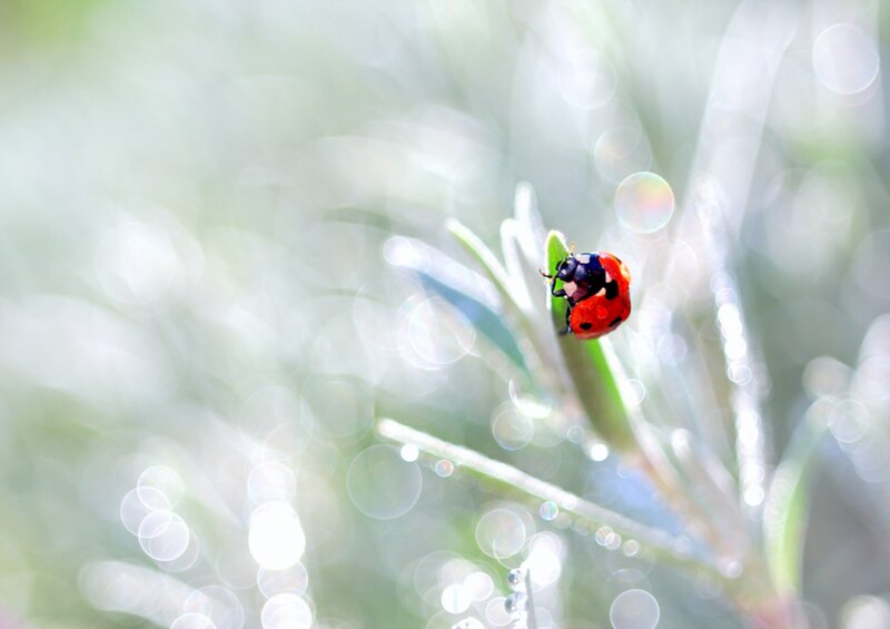 Ladybug on a Leaf — Red, Serene