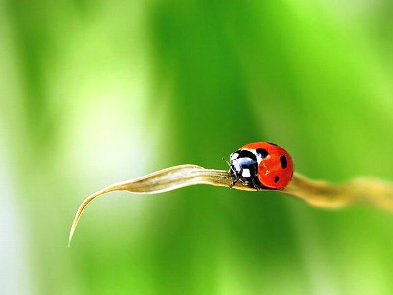 Ladybug on a Leaf — Red